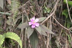 Melastoma normale